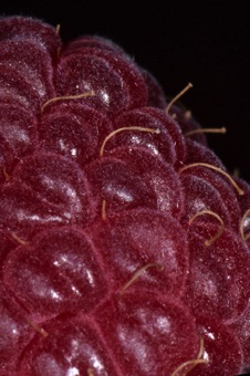 Aggregate fruits are multiple individual pistils, wth ovary, style, and stigma, from a single flower (1 flower, >1 ovary) [Rosaceae]